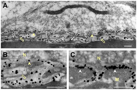 Fine Localization of Acetylcholinesterase in the Synaptic Cleft of the Vertebrate Neuromuscular Junction.